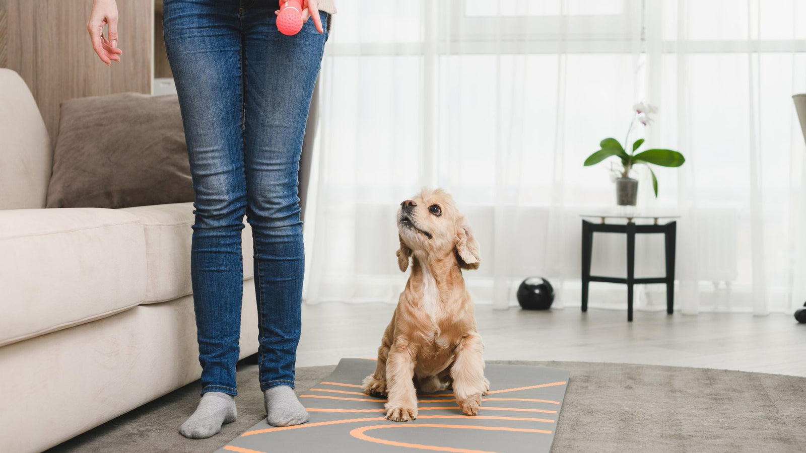 How to Use a Belly Band to Housebreak Your Dog