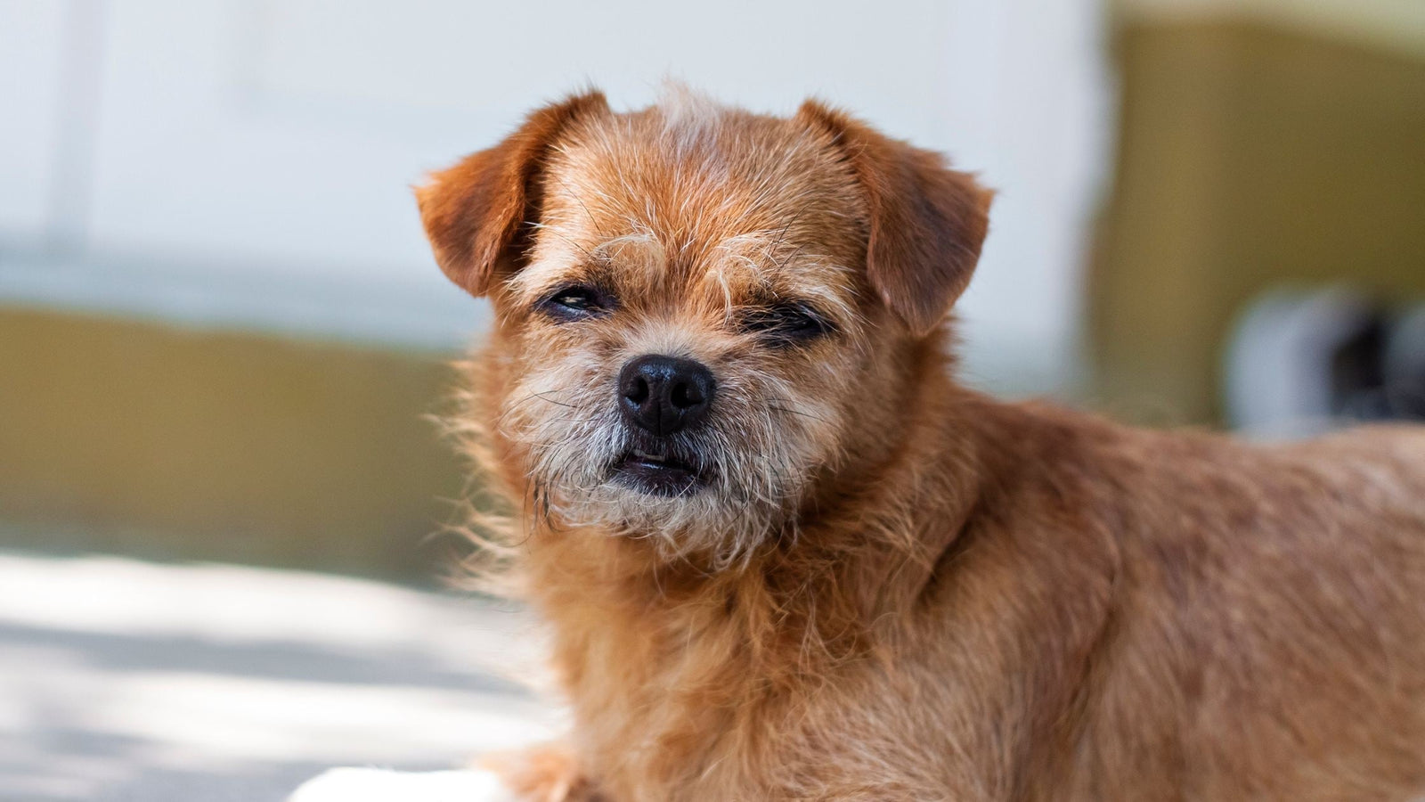 Supporting Comfort in Senior Dogs with Leaking: Everyday Tips for 2025