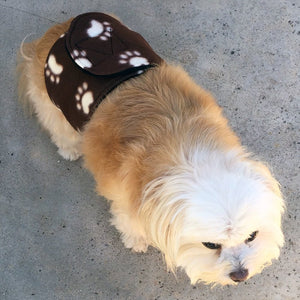 Dog wearing a belly band for male dogs