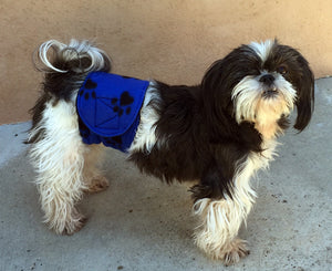 Male dog wearing a blue Cuddle Band male dog belly band in size small.